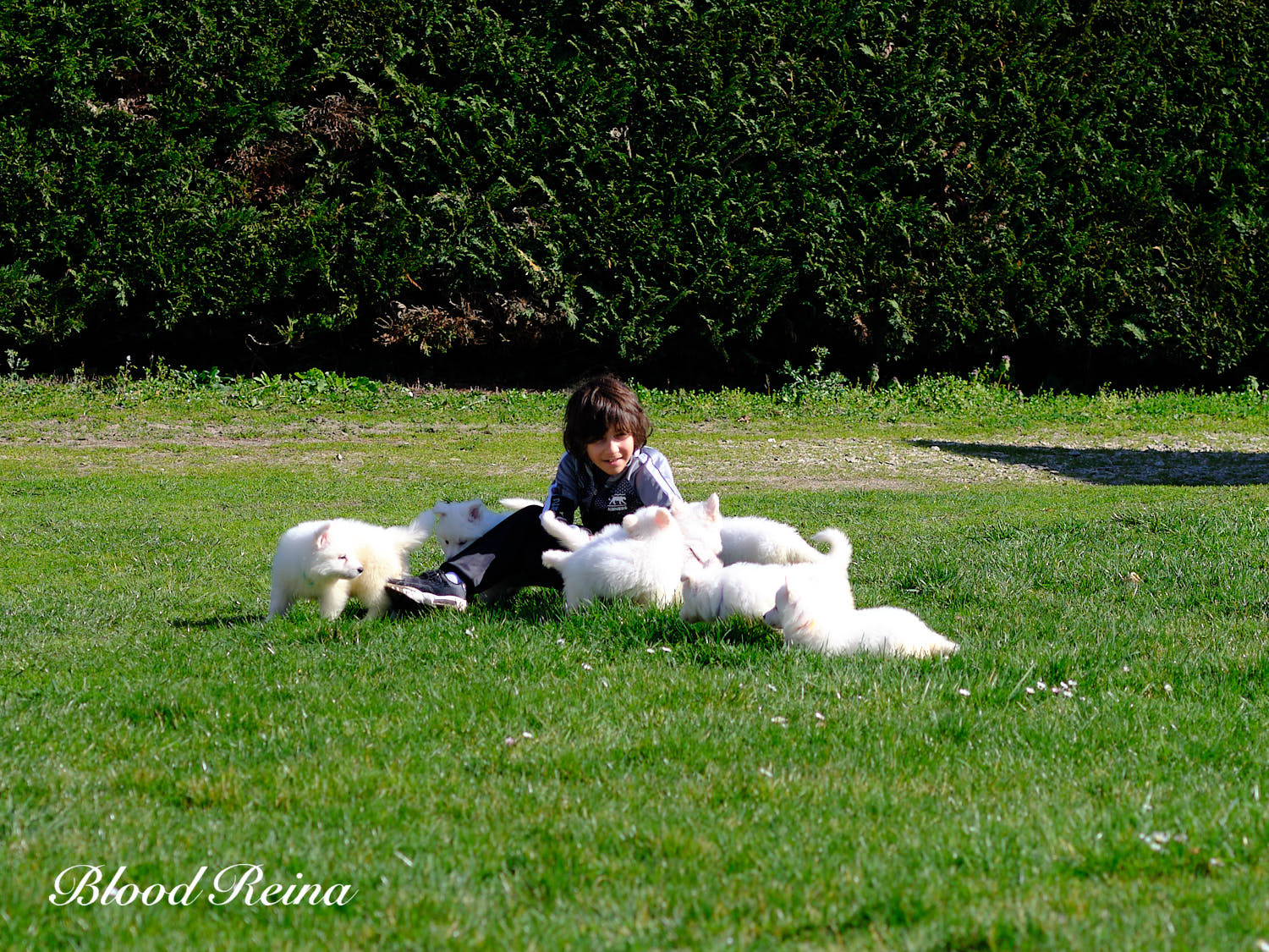 Chiot Berger Blanc Suisse LOF