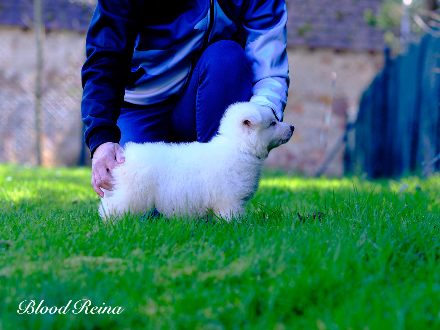Berger Blanc Suisse adulte LOF