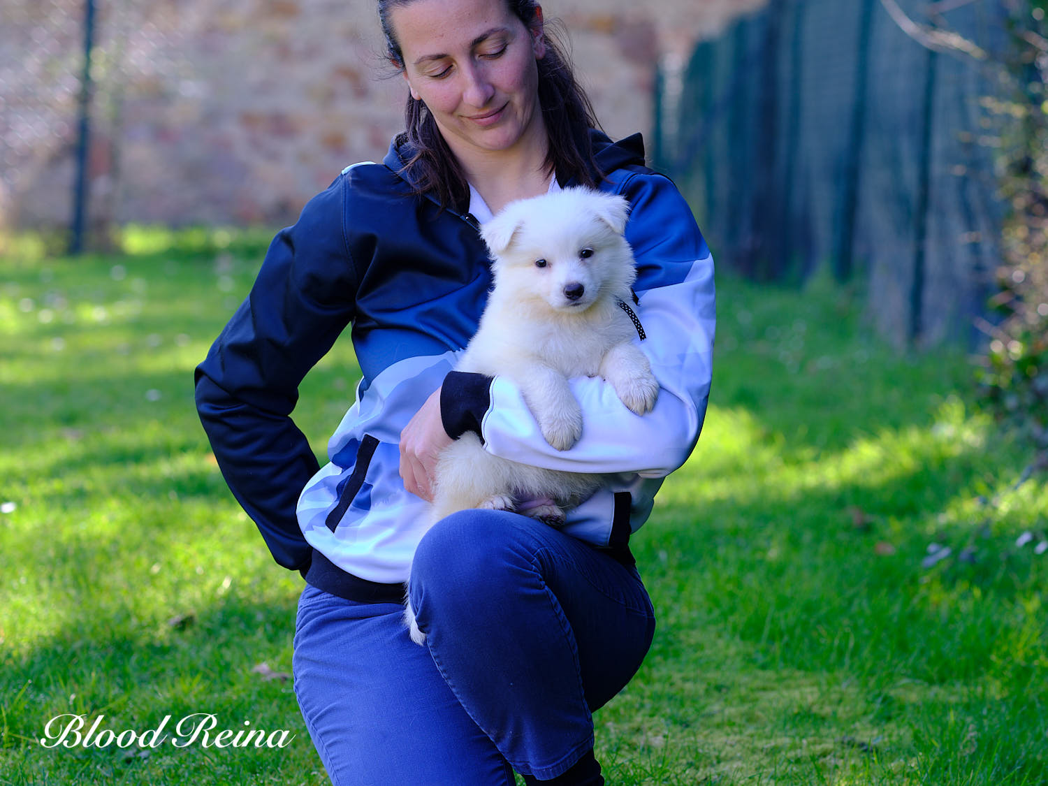 Chiot Berger Blanc Suisse